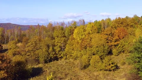 Yellow birch trees with white bark in autumn season. Beautiful colors of autumn. Stock Footage 150558237