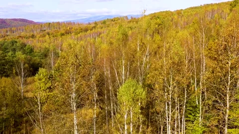 Yellow birch trees with white bark in autumn season. Beautiful colors of autumn. Vídeos de archivo 150600358