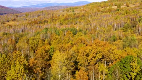 Yellow birch trees with white bark in autumn season. Beautiful colors of autumn. 스톡 동영상 150600367