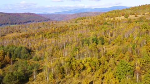 Yellow birch trees with white bark in autumn season. Beautiful colors of autumn. Video stock 150600437