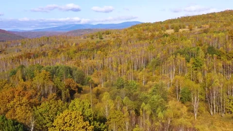 Yellow birch trees with white bark in autumn season. Beautiful colors of autumn. Stock Footage 150600452