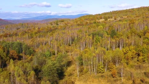 Yellow birch trees with white bark in autumn season. Beautiful colors of autumn. Video stock 150611332
