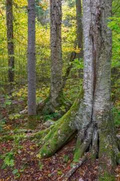 Yellow Birch Trunk Stock Photos