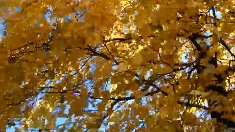 Yellow birch in the wind. Video stock 115666076