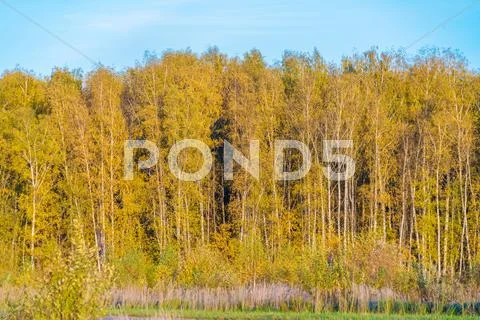 Yellow birches in the autumn forest Stock Photos