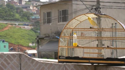 Yellow bird alone in a cage. Stock Footage 140267048