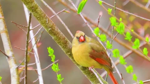Yellow Bird on Branch Stock Footage 323142236