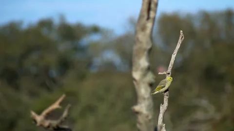 Yellow bird on a branch HD Stock Footage 161219607
