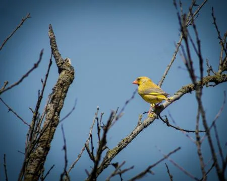 Yellow bird on a branch Foto stock