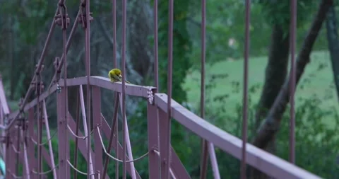 Yellow bird at the bridge Video stock 151879467