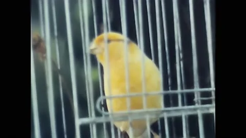 Yellow bird in cage 60s Video stock 177931322