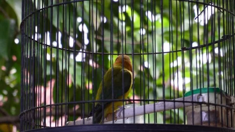 A yellow bird in a cage Stock Footage 273828168