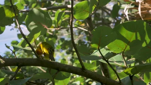 Yellow Bird Cleaning Itself in a Tree Stock Footage 220797356
