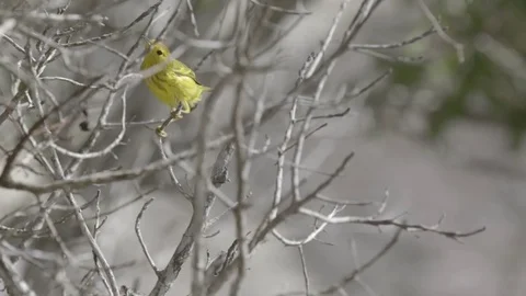 Yellow bird climbing the tree branch Stock Footage 77809492