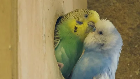 The Yellow Bird is on cut branch tree backlight 스톡 동영상 263308106