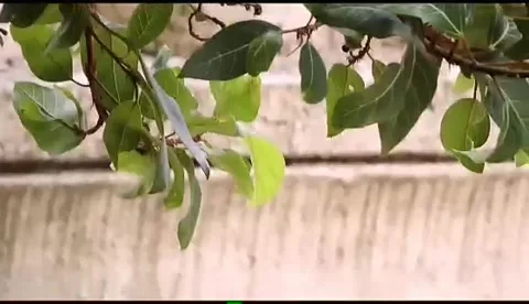 Yellow bird eating on tree video by prajwal Stock Footage 133691971