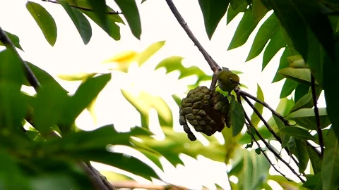 Yellow Bird Feeding on Fruit   (clip-012) Stock Footage 149304933