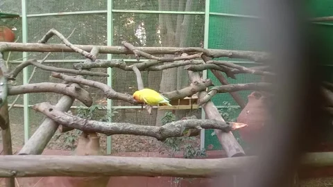 Yellow bird 스톡 동영상 255843662