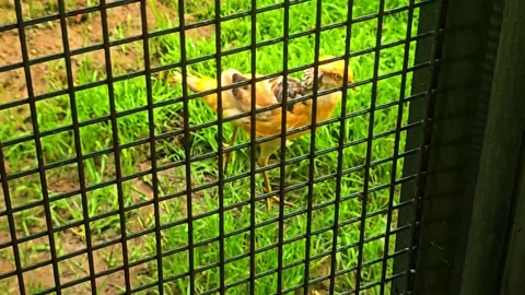 A yellow bird that is. Stock Footage 282629723