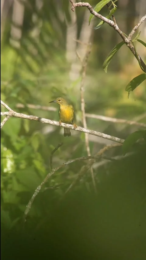 Yellow Bird Stock Footage 292344825