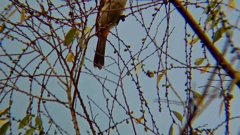 Yellow Bird Stock Footage 313116716