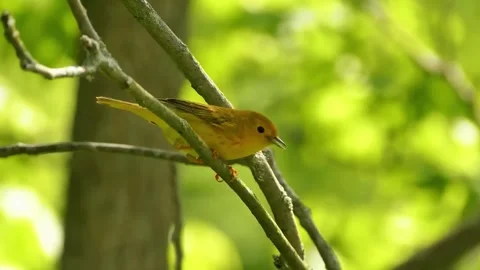 Yellow Bird in Forest Stock Footage 323143579