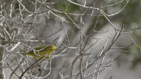 Yellow bird Jumping from one branch to another on the tree Stock Footage 77809505