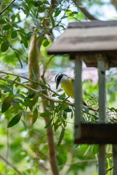 Yellow bird looking down under tree house and branches in green landscape 스톡 사진