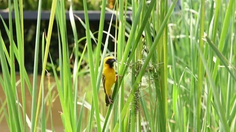 Yellow bird making a nest Stock Footage 157977114