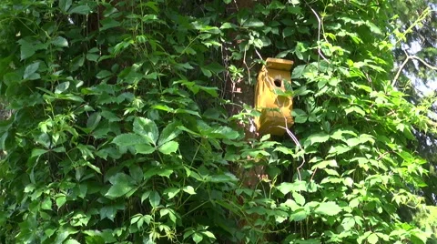 Yellow bird nesting box Stock Footage 64587908
