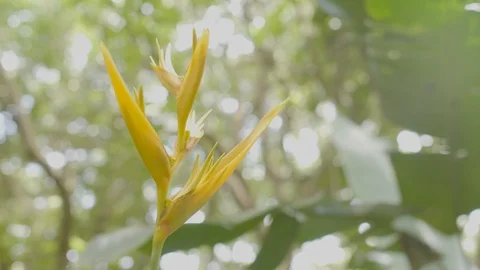 Yellow Bird of Paradise Stock Footage 123370529
