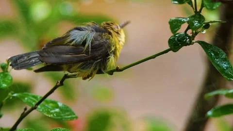 Yellow Bird Perched on Branch Stock Footage 323137731