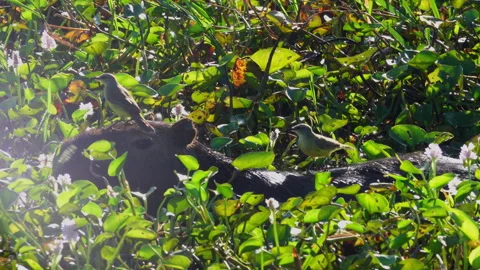 Yellow Bird Perched on Capybara Amid Dense Aquatic Vegetation in Pantanal Stock Footage 310692911