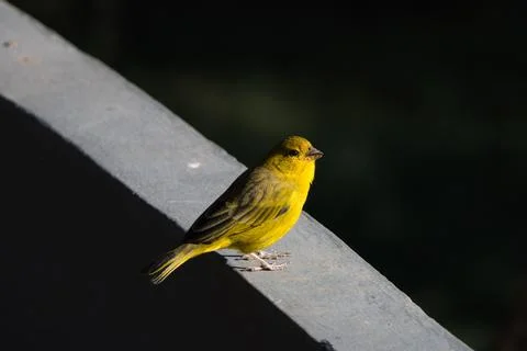 A yellow bird is perched on a ledge Stock Photos