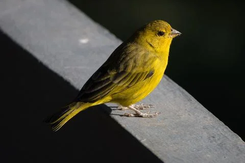 A yellow bird is perched on a ledge Stock Photos