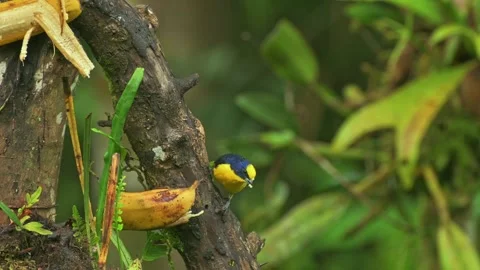 Yellow bird perched on a mossy branch in a tropical rainforest. Stock Footage 344460660