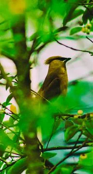 Yellow bird perched in small tree in Orwell, Ohio 写真素材