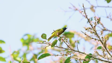 Yellow bird perched on tree branch against clear blue sky. Видео 303816651