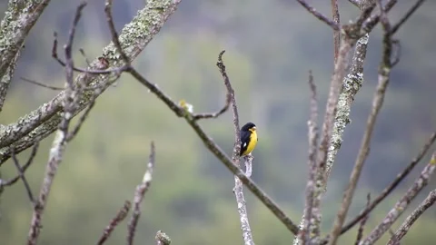 Yellow Bird Perched on Tree Branch - Animated Wildlife Clip Stock Footage 307467376
