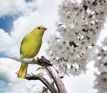Yellow bird Stock Photos