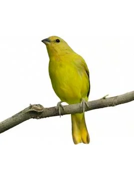 Yellow bird Stock-Fotos