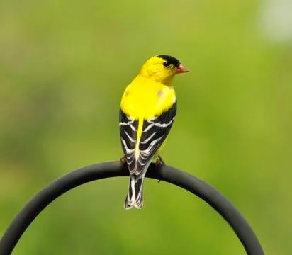 Yellow bird Stock Photos