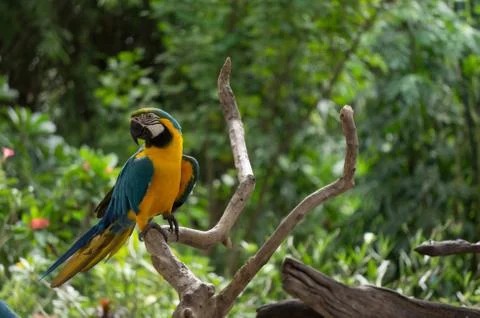 Yellow bird Stock Photos