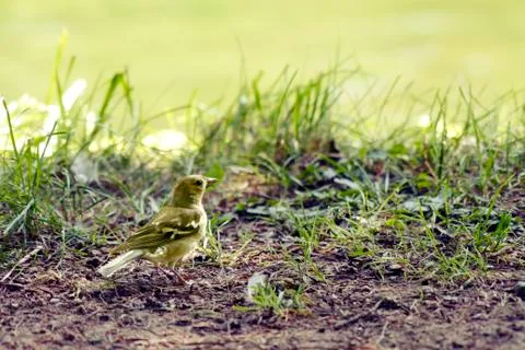 Yellow bird Stock Photos