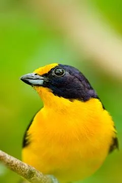 Yellow bird Stock Photos