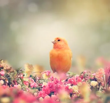 Yellow Bird Stock Photos