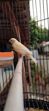 Yellow bird Stock-Fotos