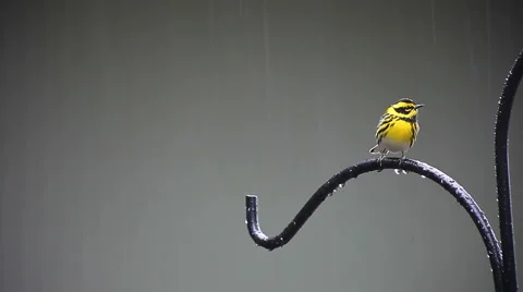 Yellow bird in the rain Stock Footage 991975