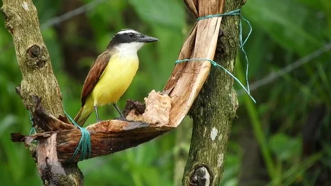 Yellow bird sits on a branch Stock Footage 120464877