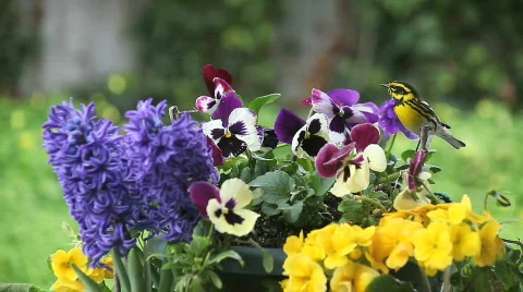 Yellow bird in spring flowers Stock Footage 644704